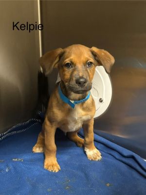 Kelpie Hound Dog