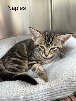 Naples Domestic Short Hair Cat