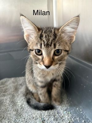 Milan Domestic Short Hair Cat