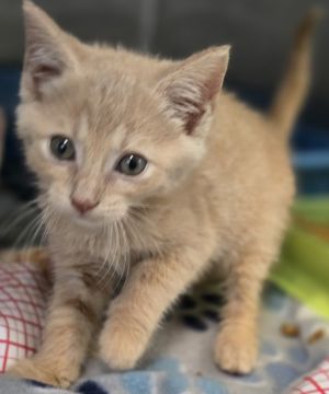 Georgia Miller, Baby Female Domestic Short Hair