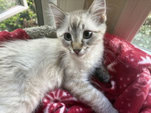Echo, Young Male Domestic Medium Hair