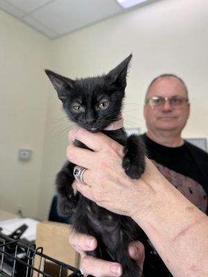 Harper, Baby Female Domestic Short Hair