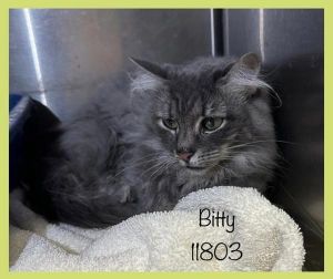 Primary Color Grey Tabby Secondary Color White Weight 7lbs Age 6yrs 0mths 2wks Animal has been S