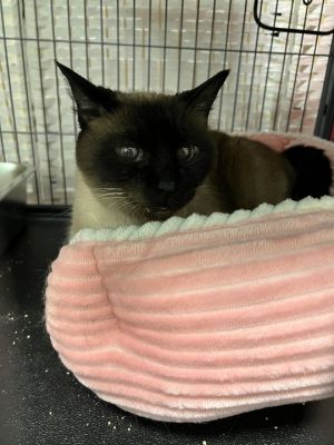 Kaleem Snowshoe Cat
