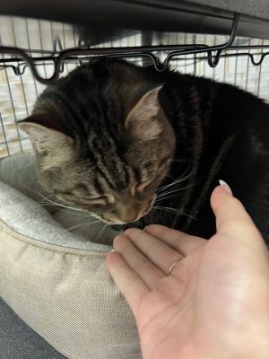 Missy Domestic Short Hair Cat