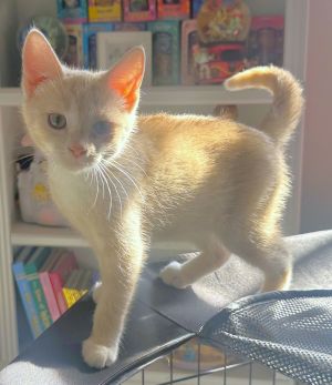 Bobba, Baby Female Domestic Short Hair