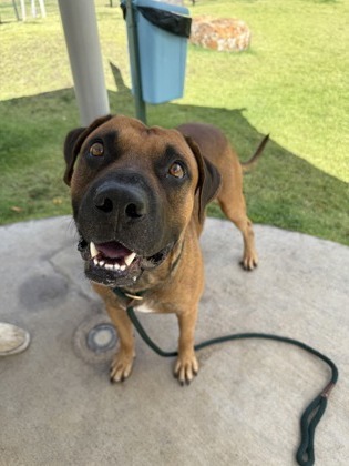Rio, an adoptable Mastiff, Mixed Breed in Honolulu, HI, 96826 | Photo Image 1