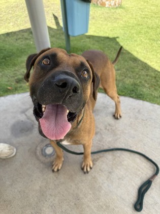 Rio, an adoptable Mastiff, Mixed Breed in Honolulu, HI, 96826 | Photo Image 2