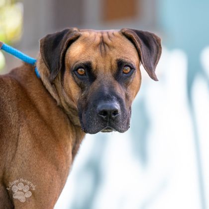 Rio, an adoptable Black Mouth Cur in Honolulu, HI, 96826 | Photo Image 2
