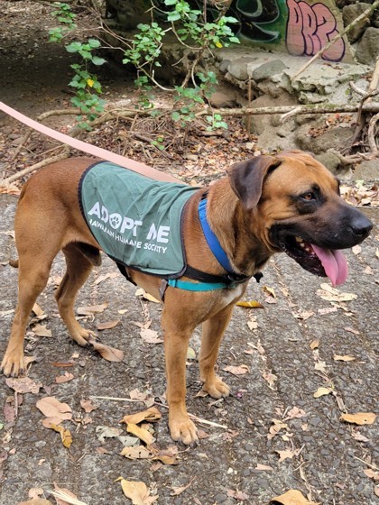 Rio, an adoptable Mastiff, Mixed Breed in Honolulu, HI, 96826 | Photo Image 3