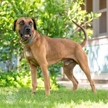 Rio, an adoptable Black Mouth Cur in Honolulu, HI, 96826 | Photo Image 3