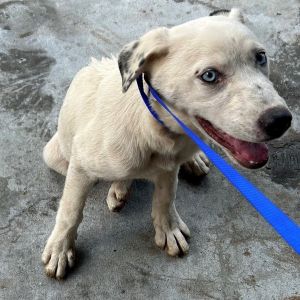 Pen 186 Bobo Siberian Husky Dog