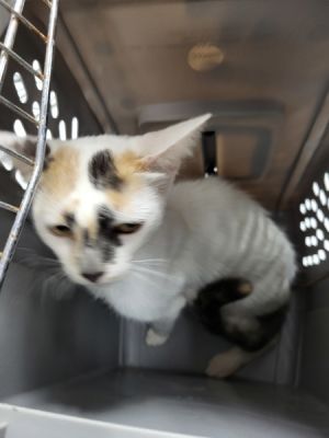 Pen 12/13 Purrscilla Domestic Short Hair Cat