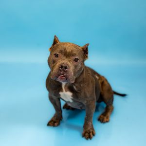 Pen 200 Cricket Pit Bull Terrier Dog