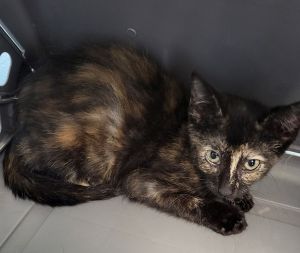 Pen 36 Domestic Short Hair Cat