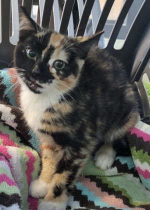 Pen 37, Baby Female Domestic Short Hair