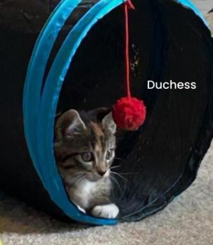 Duchess Domestic Short Hair Cat