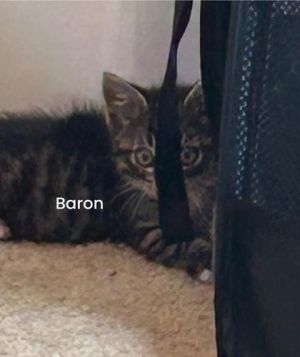 Baron Domestic Short Hair Cat
