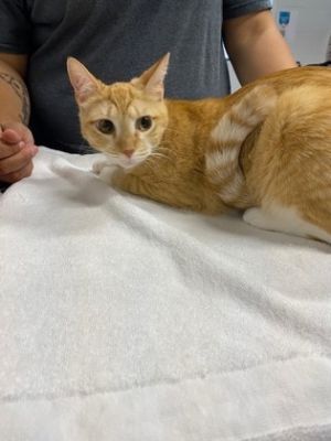 Lucy, Young Female Domestic Short Hair