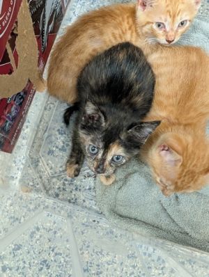 Pica, Baby Female Domestic Short Hair