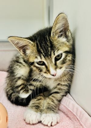 Fritz, Baby Female Domestic Short Hair