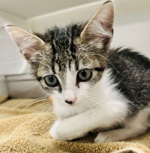 Randy, Baby Male Domestic Short Hair