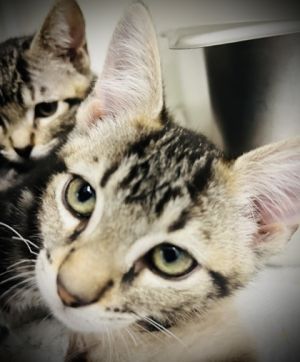 Zapp, Baby Male Domestic Short Hair
