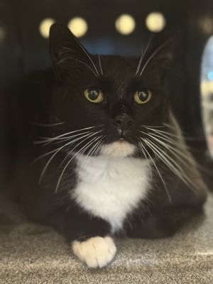Mack, Adult Male Domestic Short Hair