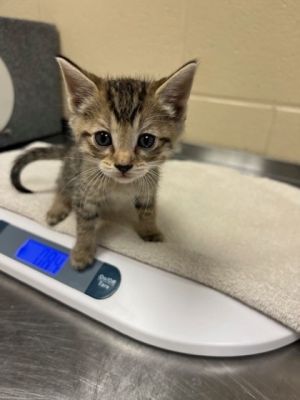 Penelope Garcia, Baby Male Domestic Short Hair