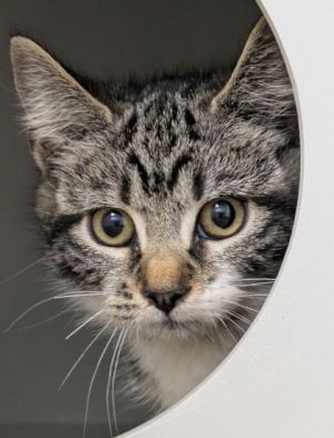 Lemonade Lucy 936-25 Domestic Short Hair Cat