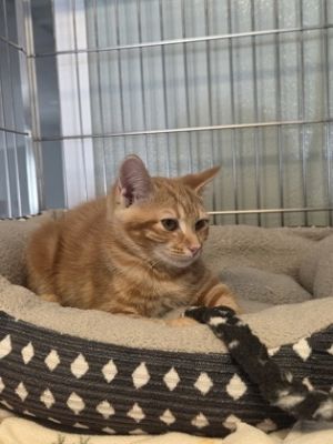 Blue Cheese 961-25 Domestic Short Hair Cat