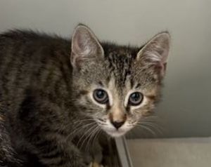 Kimbolton 973-25 Domestic Short Hair Cat