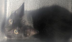 1039-25 Domestic Short Hair Cat