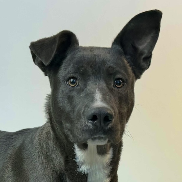 Murphy, an adoptable Black Labrador Retriever, Pit Bull Terrier in Dillon, MT, 59725 | Photo Image 1