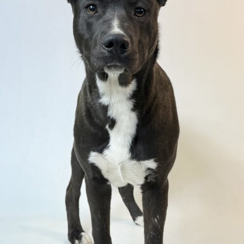 Murphy, an adoptable Black Labrador Retriever, Pit Bull Terrier in Dillon, MT, 59725 | Photo Image 2
