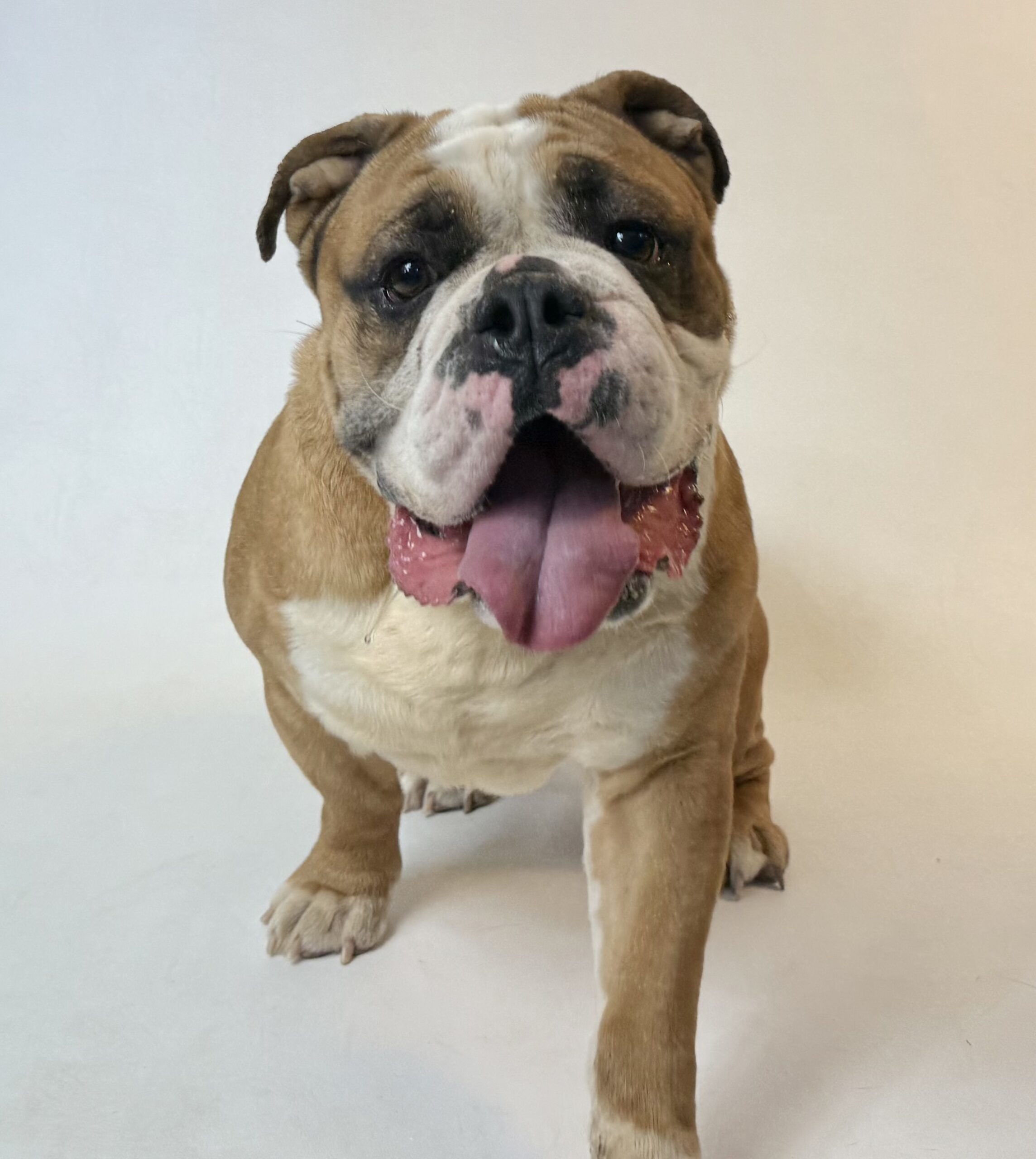 Bubba, an adoptable English Bulldog in Dillon, MT, 59725 | Photo Image 1