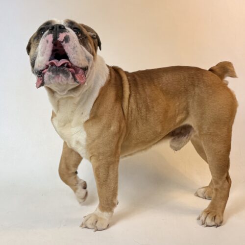 Bubba, an adoptable English Bulldog in Dillon, MT, 59725 | Photo Image 3