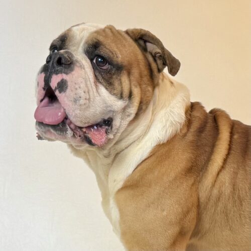 Bubba, an adoptable English Bulldog in Dillon, MT, 59725 | Photo Image 4