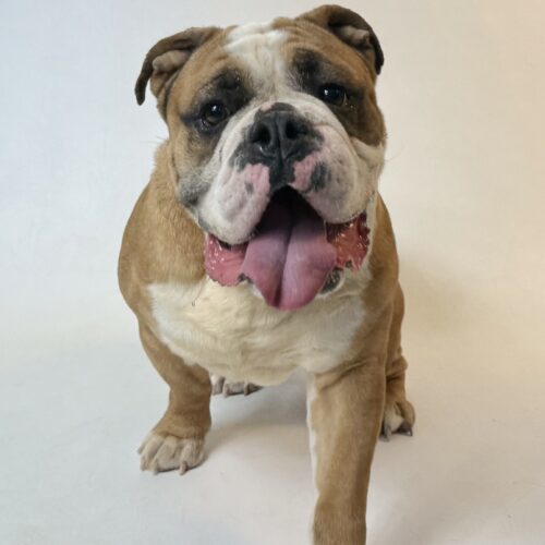 Bubba, an adoptable English Bulldog in Dillon, MT, 59725 | Photo Image 5