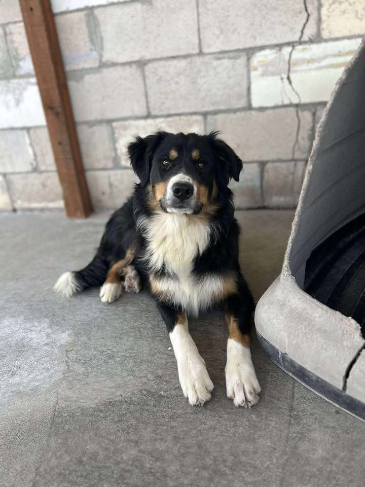Cress, an adoptable Border Collie, Bernese Mountain Dog in Dillon, MT, 59725 | Photo Image 1
