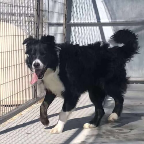 Dakota, an adoptable Border Collie in Dillon, MT, 59725 | Photo Image 2