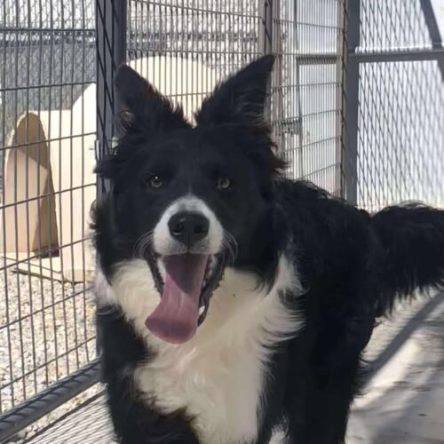 Dakota, an adoptable Border Collie in Dillon, MT, 59725 | Photo Image 3