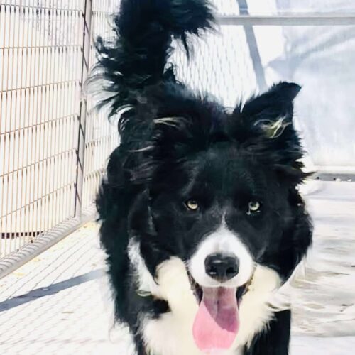 Dakota, an adoptable Border Collie in Dillon, MT, 59725 | Photo Image 4