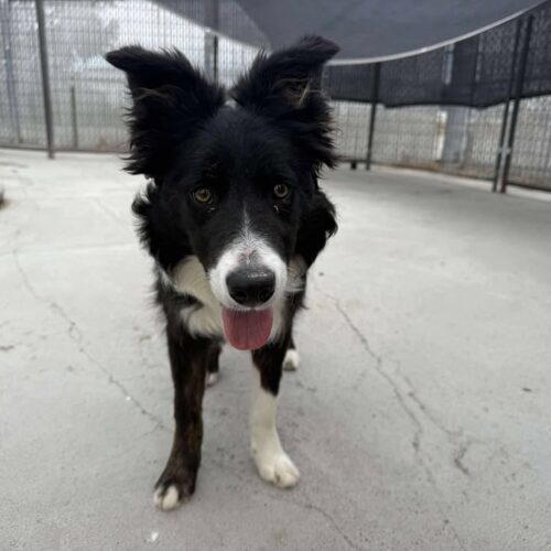 Dakota, an adoptable Border Collie in Dillon, MT, 59725 | Photo Image 5