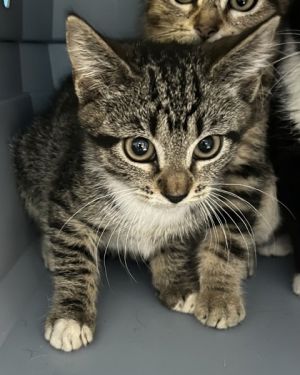 Eagle 933-25 Domestic Short Hair Cat