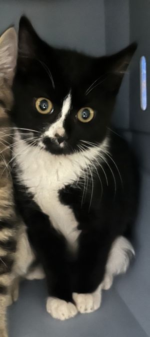 Rose 931-25, Baby Female Domestic Short Hair