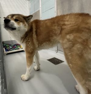 Edison 980-25 Akita Dog