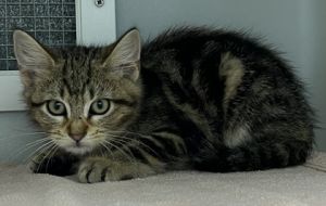 Monument 932-25 Domestic Short Hair Cat