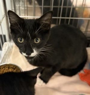 Bahama 812-25 Domestic Short Hair Cat