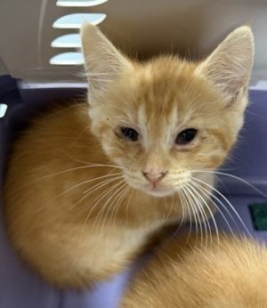 962-25, Baby Female Domestic Short Hair